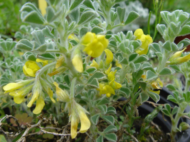 Medicago marina photo